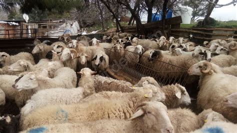 bedava en güzel pornolar